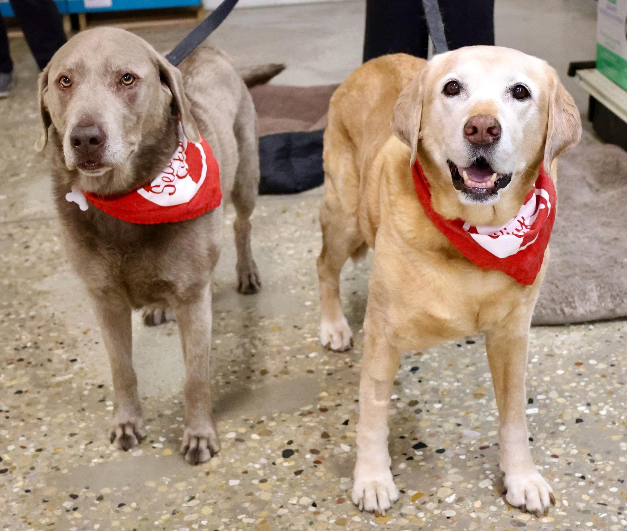 Enlarge Penny, a Adoptable mixed breed in Palatine, IL image 6/6