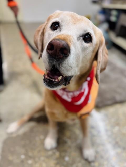 Penny, Adoptable, Senior Female Retriever & Mixed Breed.