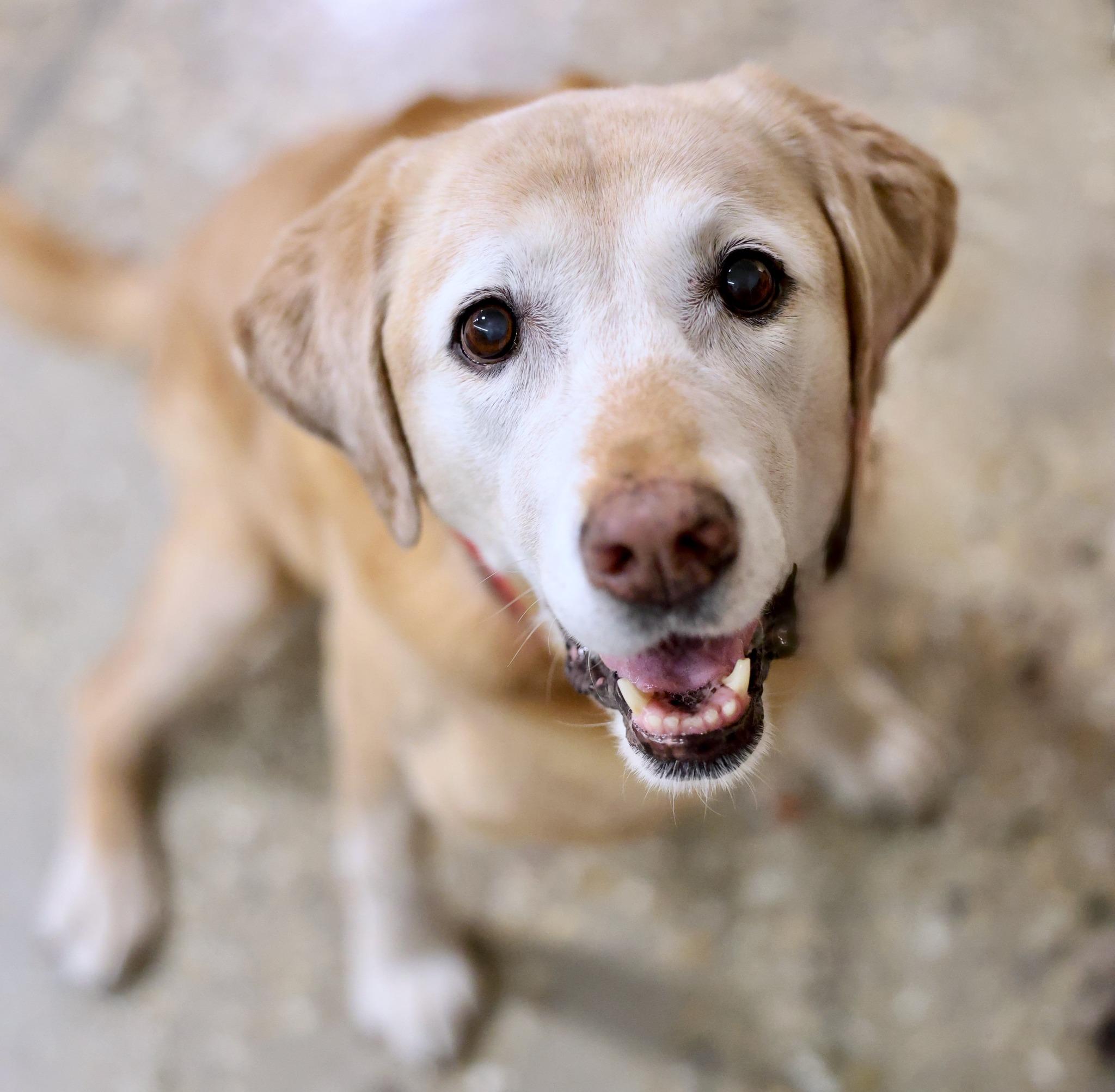 Enlarge Penny, a Adoptable mixed breed in Palatine, IL image 1/6