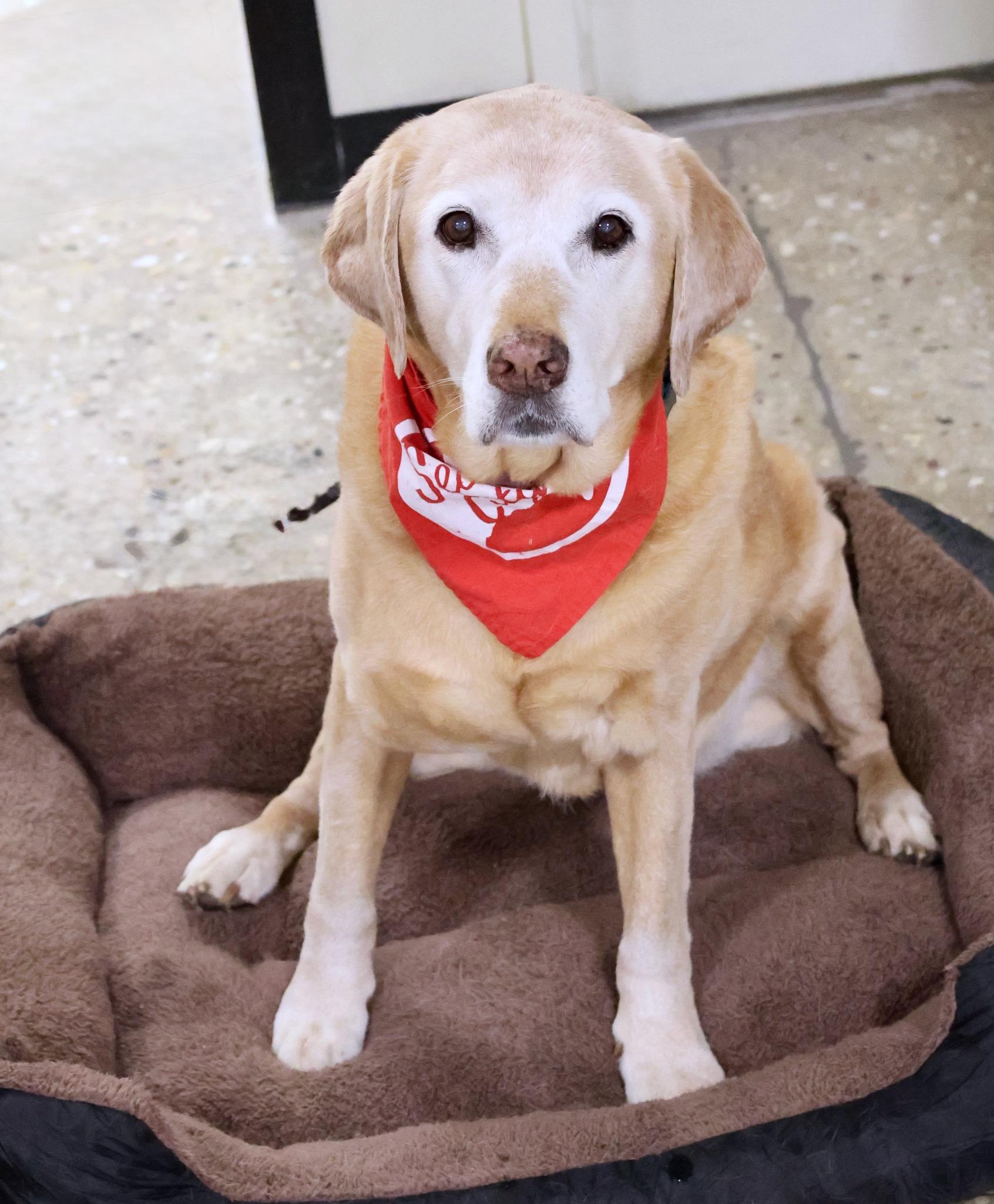 Enlarge Penny, a Adoptable mixed breed in Palatine, IL image 3/6