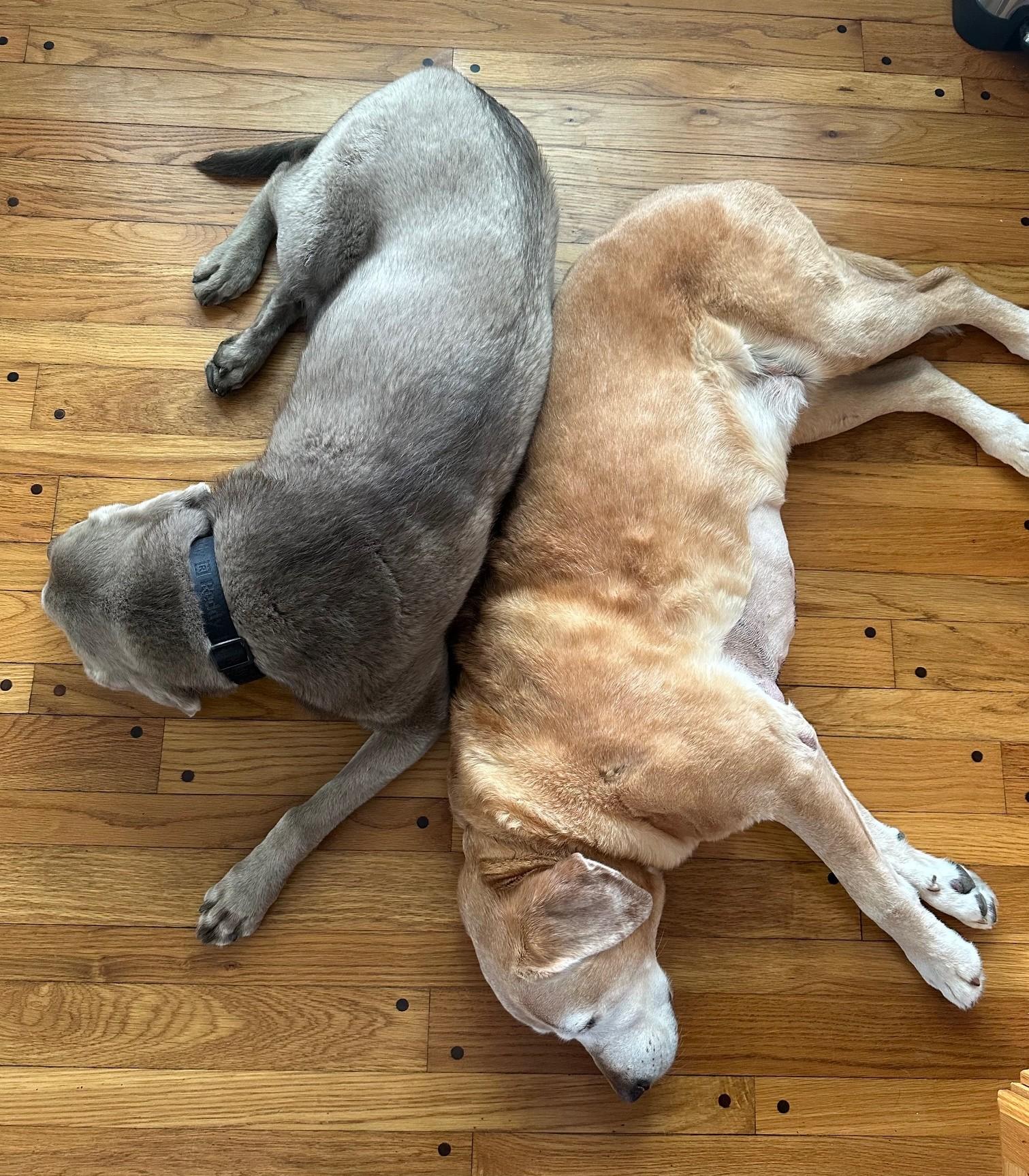 Penny, a Adoptable mixed breed image 2/5