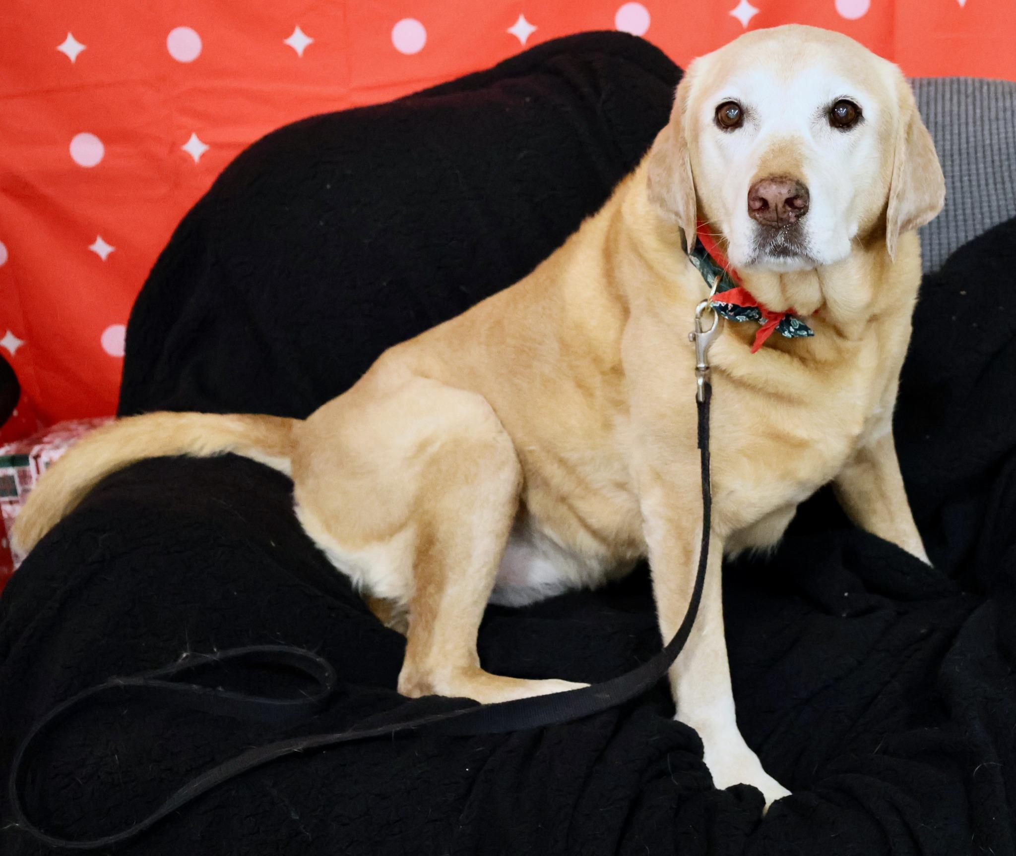 Penny, Adoptable, Senior Female Retriever & Mixed Breed.