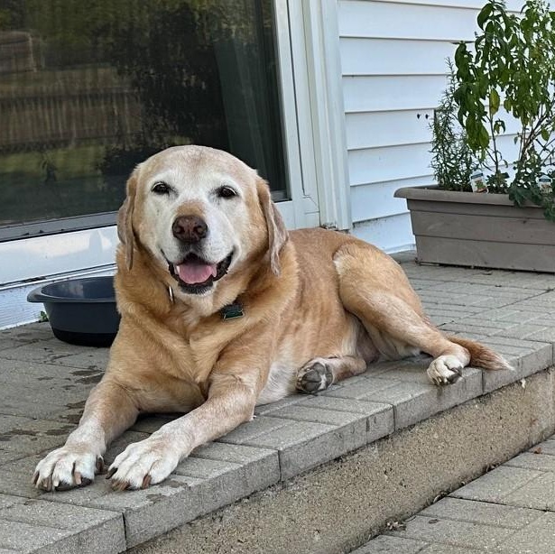 Penny, a Adoptable mixed breed image 4/5