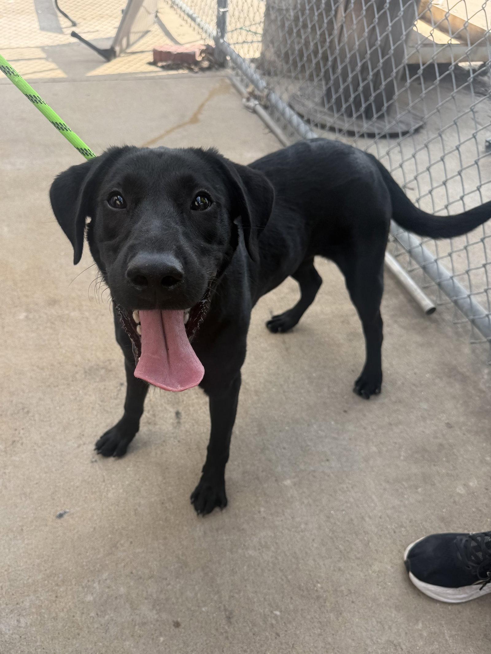 Liberty, Adoptable, Young Female Labrador Retriever.