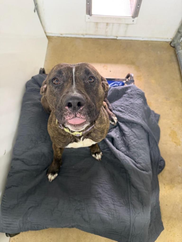 Bossette, Adoptable, Young Female Pit Bull Terrier & Mixed Breed.