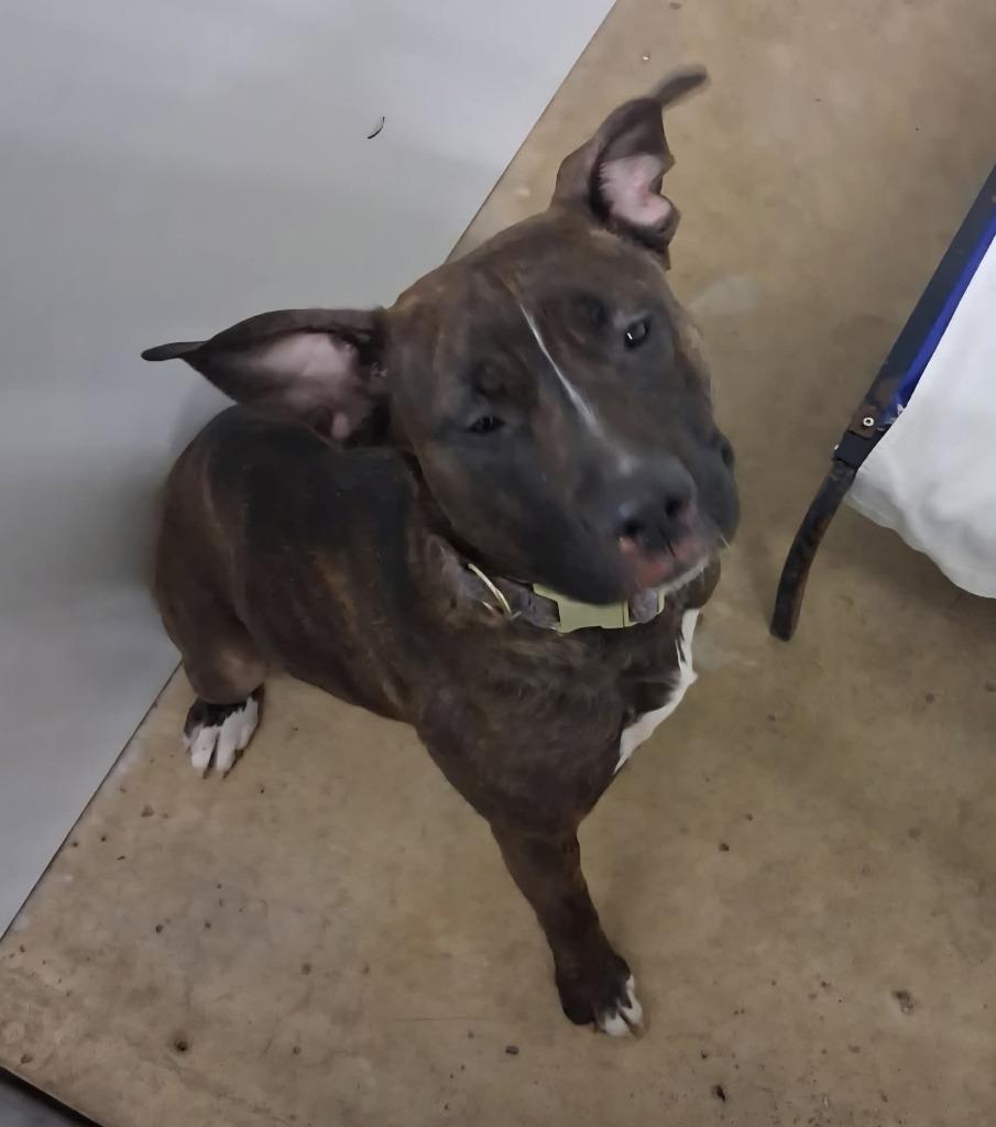 Enlarge Bossette, a Adoptable mixed breed in Lagrange, IN image 2/3