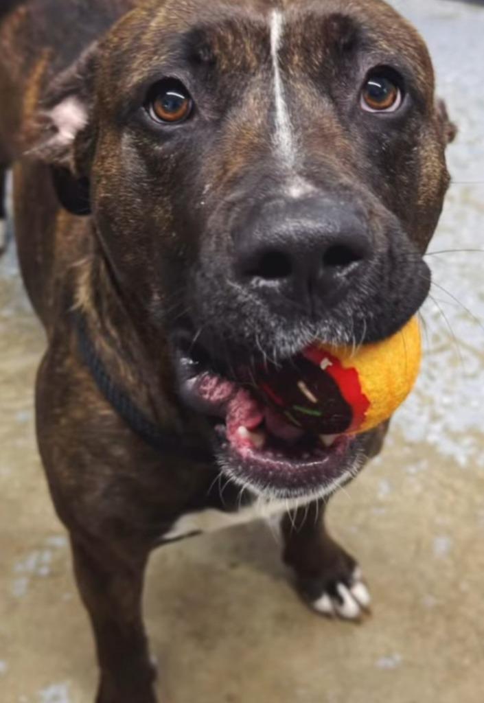 Enlarge Bossette, a Adoptable mixed breed in Lagrange, IN image 3/6