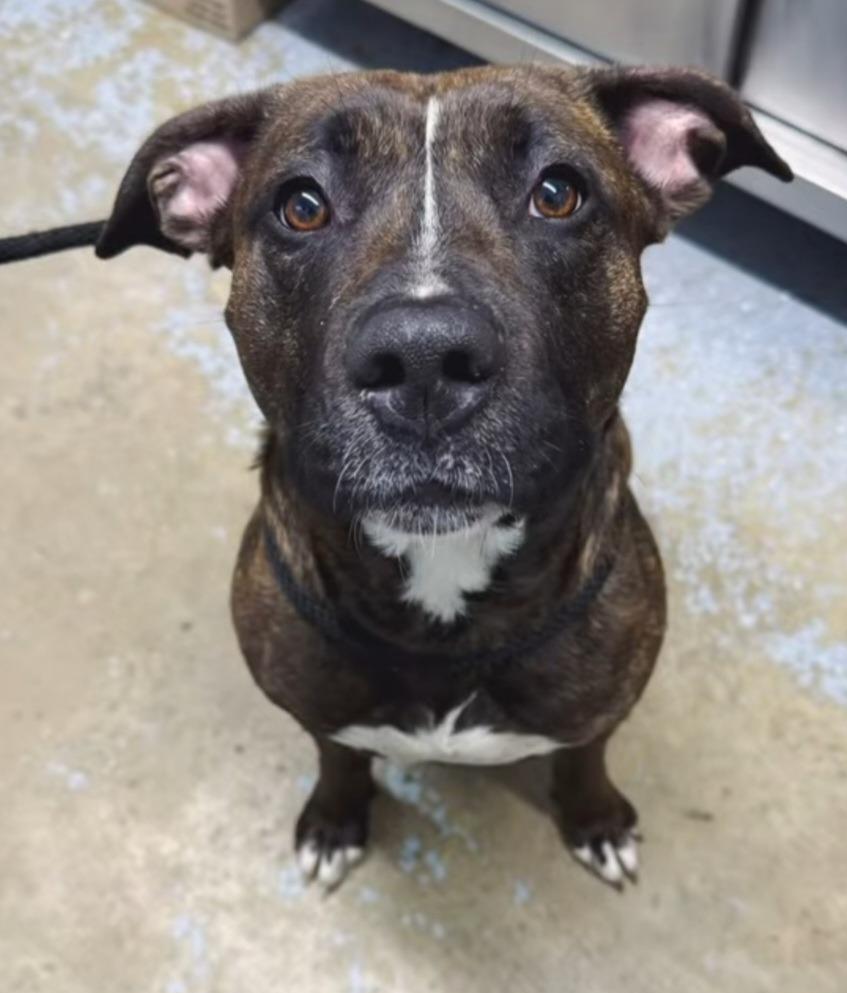 Enlarge Bossette, a Adoptable mixed breed in Lagrange, IN image 4/6