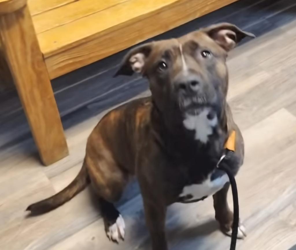 Enlarge Bossette, a Adoptable mixed breed in Lagrange, IN image 5/6