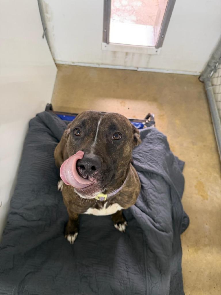 Enlarge Bossette, a Adoptable mixed breed in Lagrange, IN image 3/3