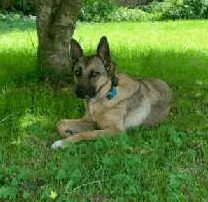 Enlarge Madeline, a Adoptable German Shepherd Dog in Landover Hills, MD image 4/5