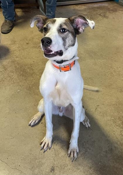 Squabbles, a Adoptable Mixed Breed in San Marcos, TX image 1/3