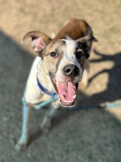 Squabbles, a Adoptable Mixed Breed in San Marcos, TX image 2/3
