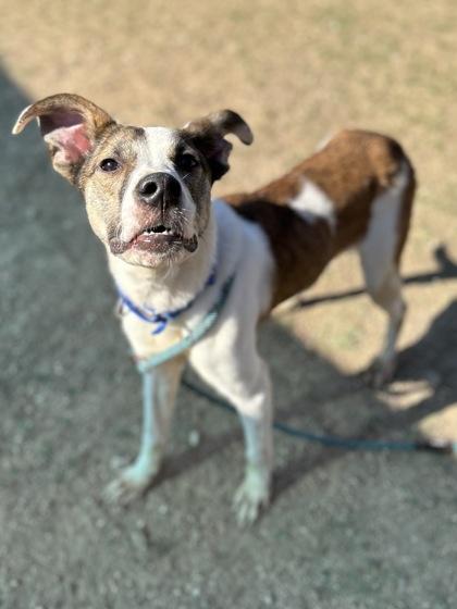 Squabbles, a Adoptable Mixed Breed in San Marcos, TX image 3/3