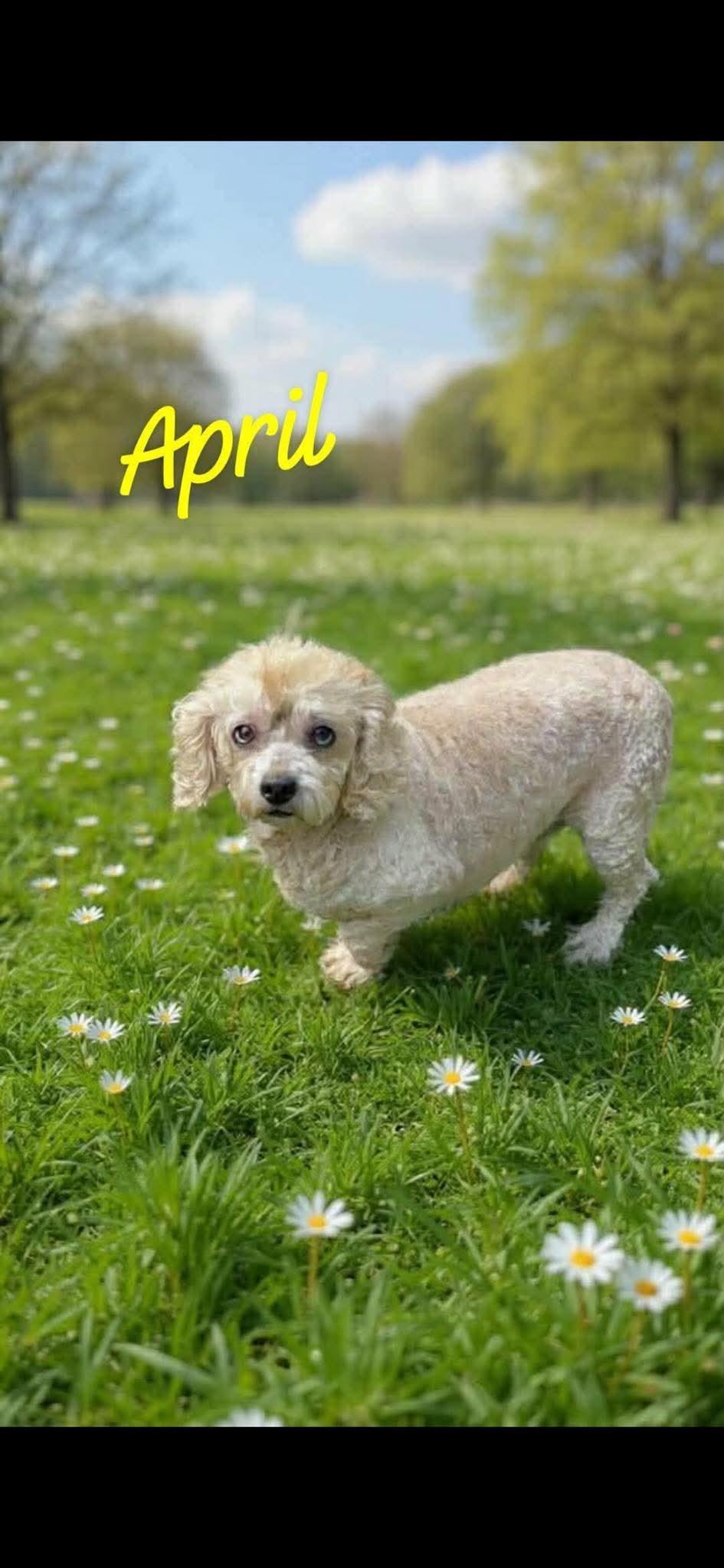 Enlarge April Wood, a Adoptable Bichon Frise in Saunderstown, RI image 1/1