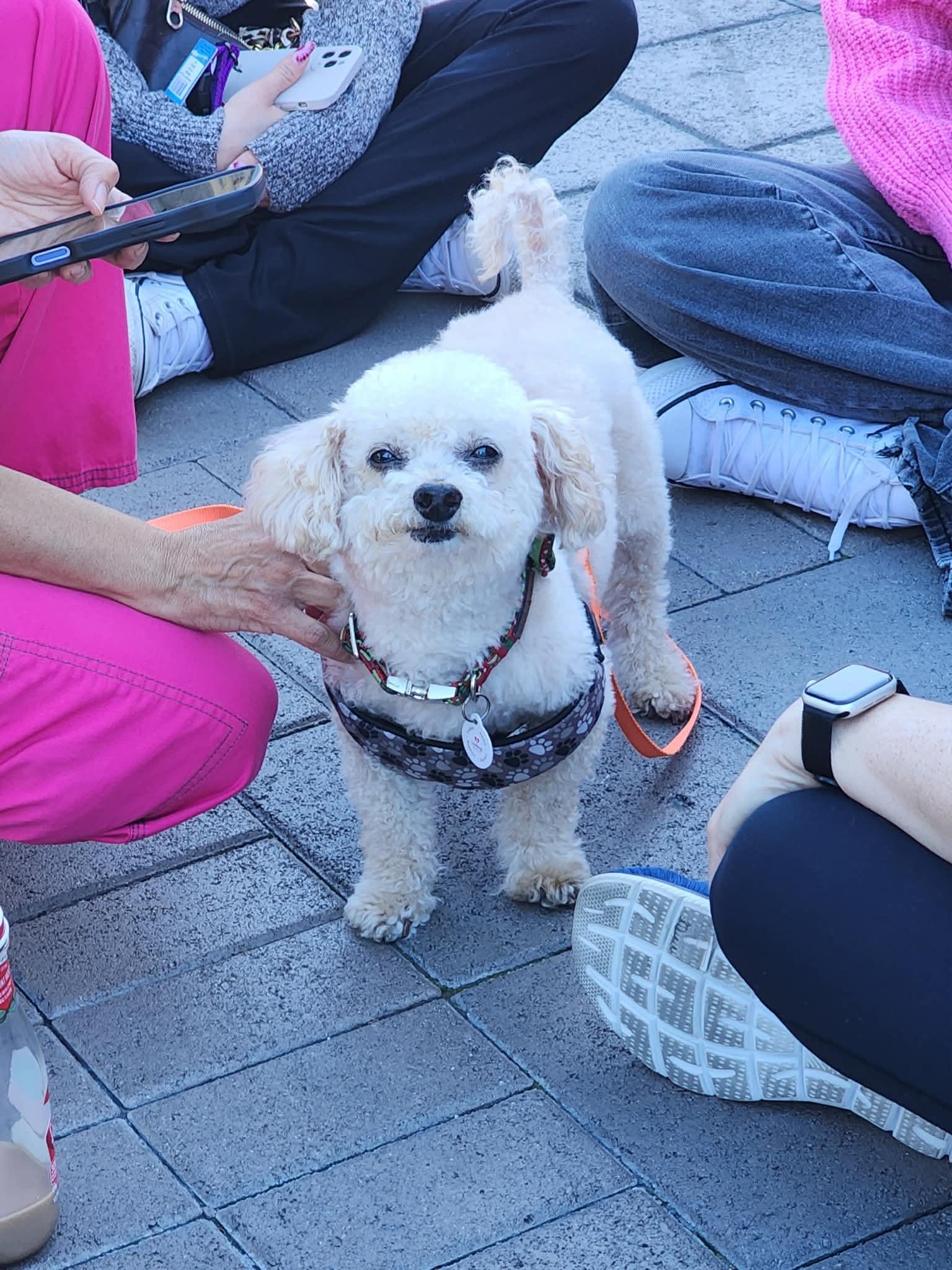 Spud, ADOPTABLE, Senior Male Bichon Frise & Miniature Poodle.
