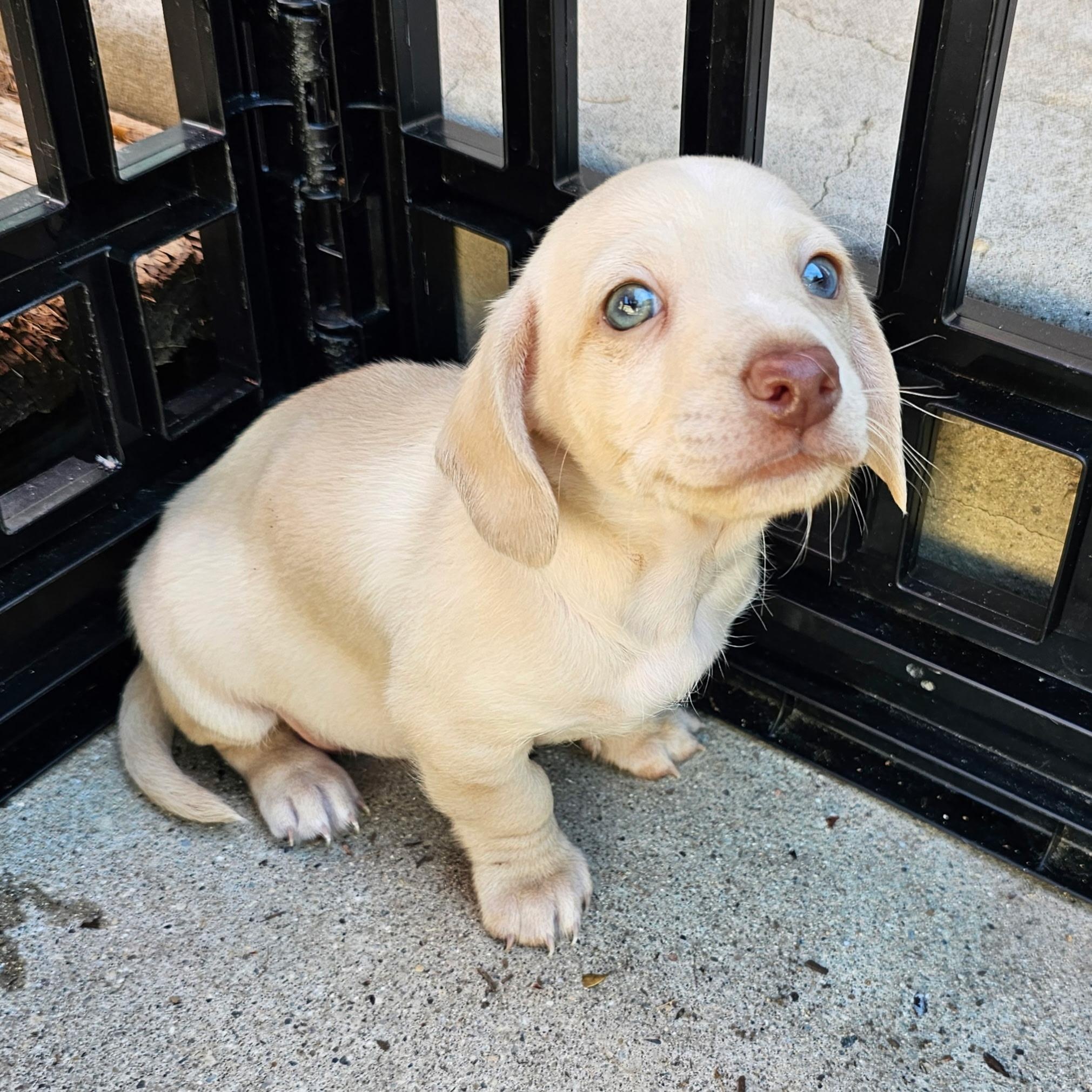Leprechaun, adopted, Puppy Male Chihuahua & Terrier.