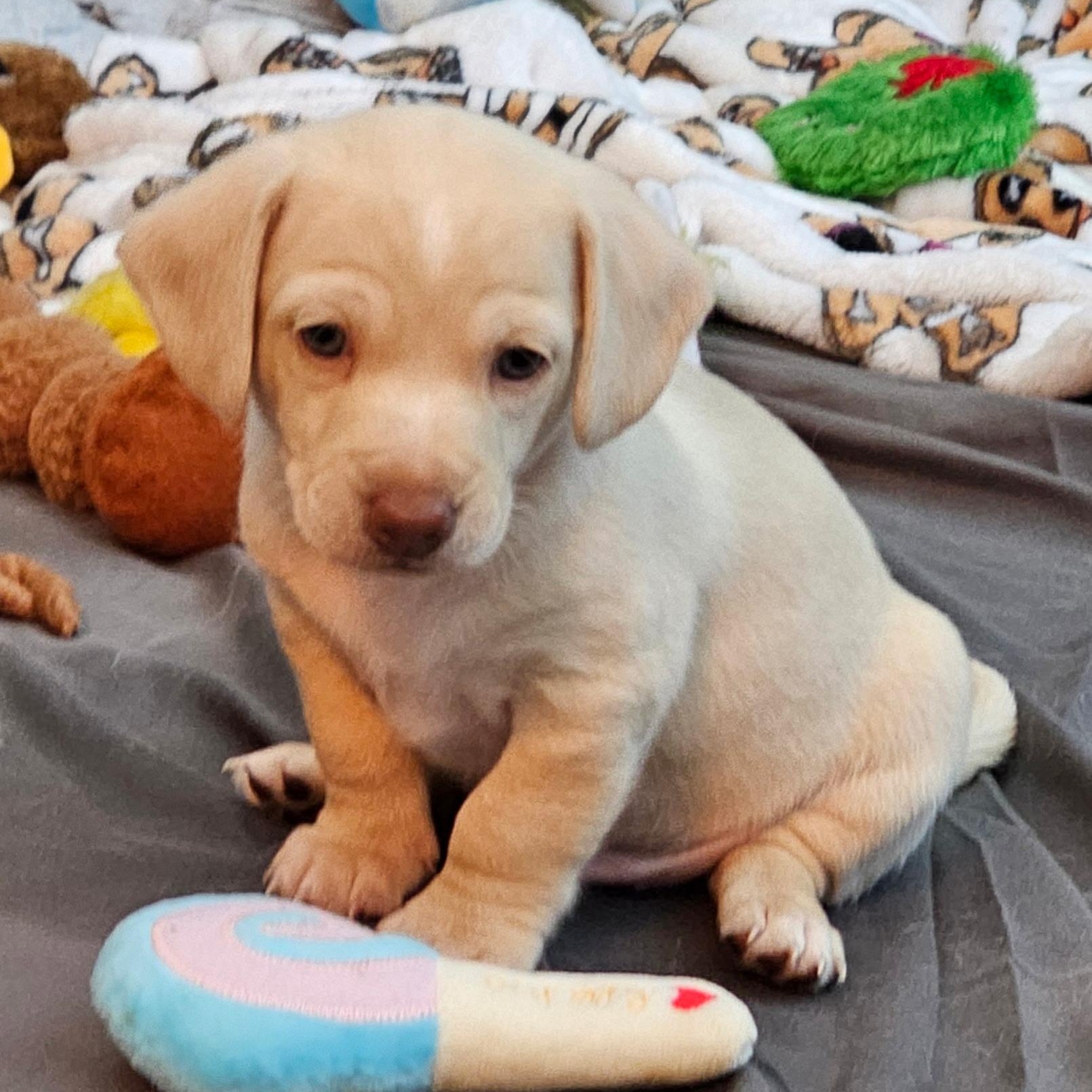 Leprechaun, ADOPTABLE, Puppy Male Chihuahua & Terrier.