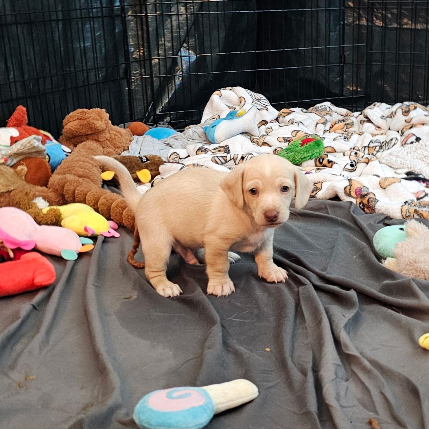 Enlarge Leprechaun, a ADOPTABLE mixed breed in Sun Valley, CA image 2/2