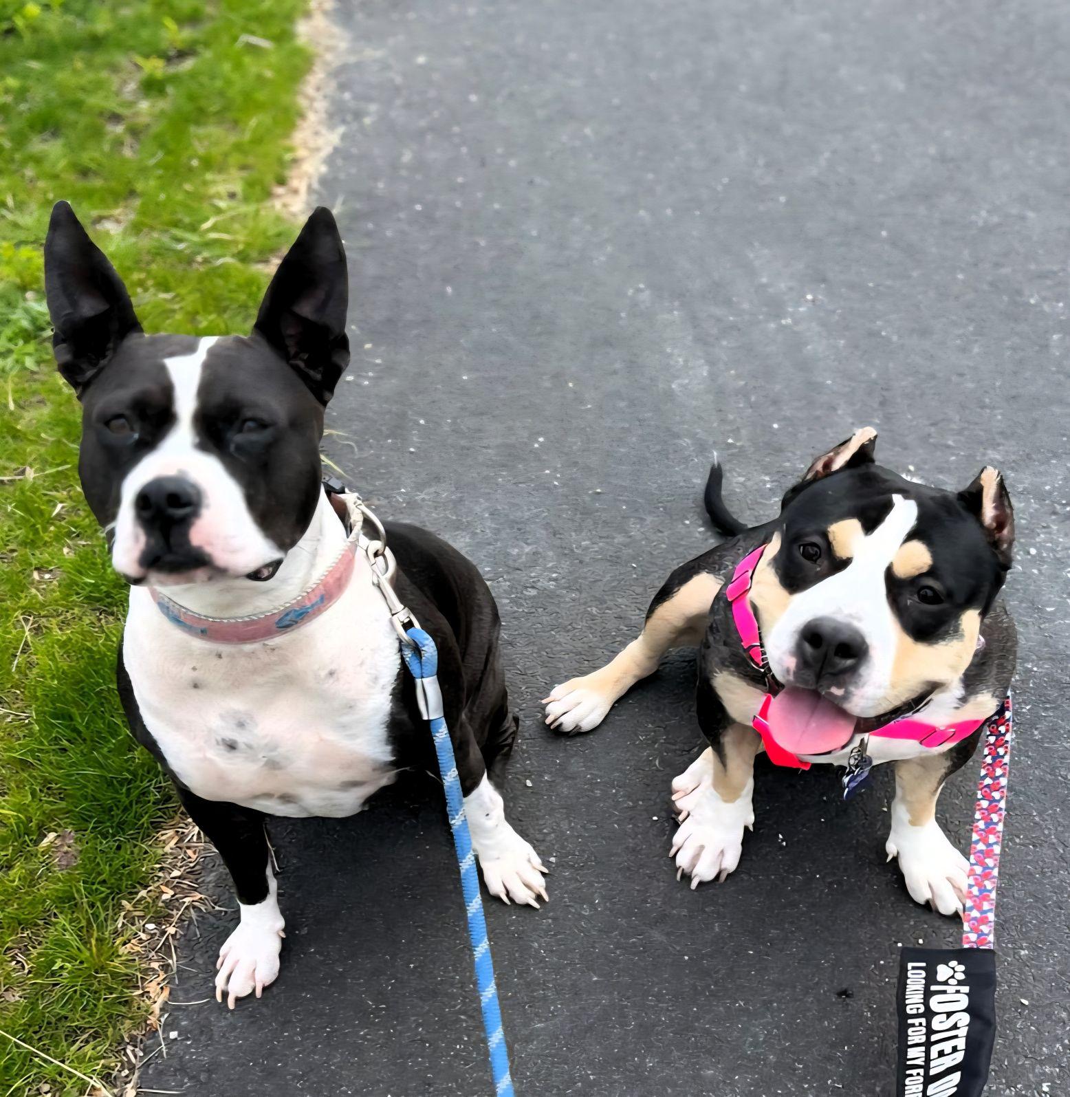 Enlarge Emmy Lou, a Adopted Pit Bull Terrier in Framingham, MA image 1/3