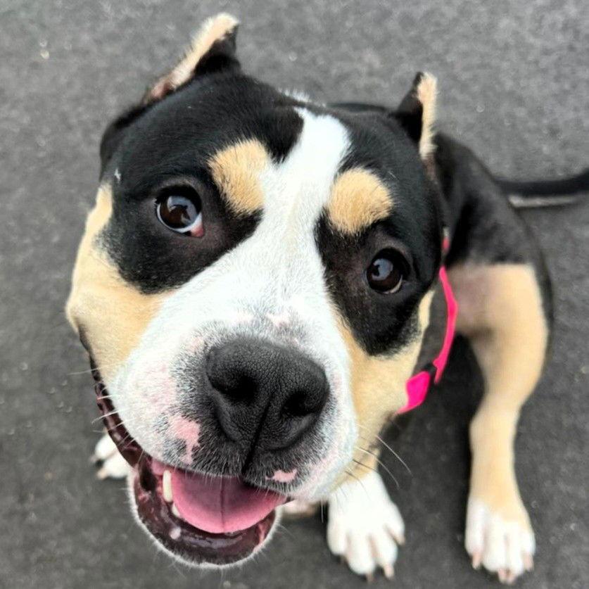 Enlarge Emmy Lou, a Adopted Pit Bull Terrier in Framingham, MA image 3/3