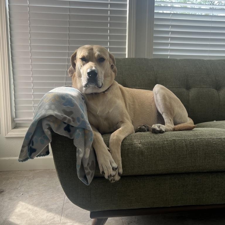 Enlarge Margot Robbie, a ADOPTABLE mixed breed in San Antonio, TX image 2/4