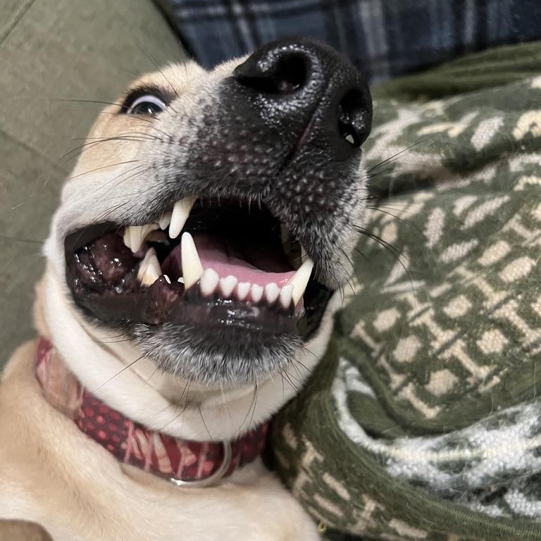 Enlarge Margot Robbie, a ADOPTABLE mixed breed in San Antonio, TX image 4/4