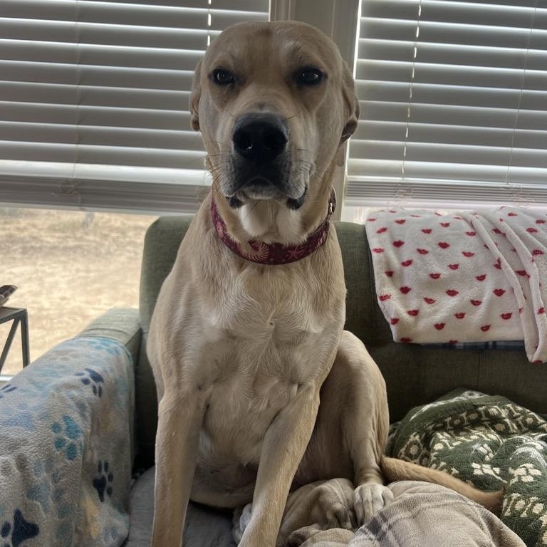 Enlarge Margot Robbie, a ADOPTABLE mixed breed in San Antonio, TX image 3/4