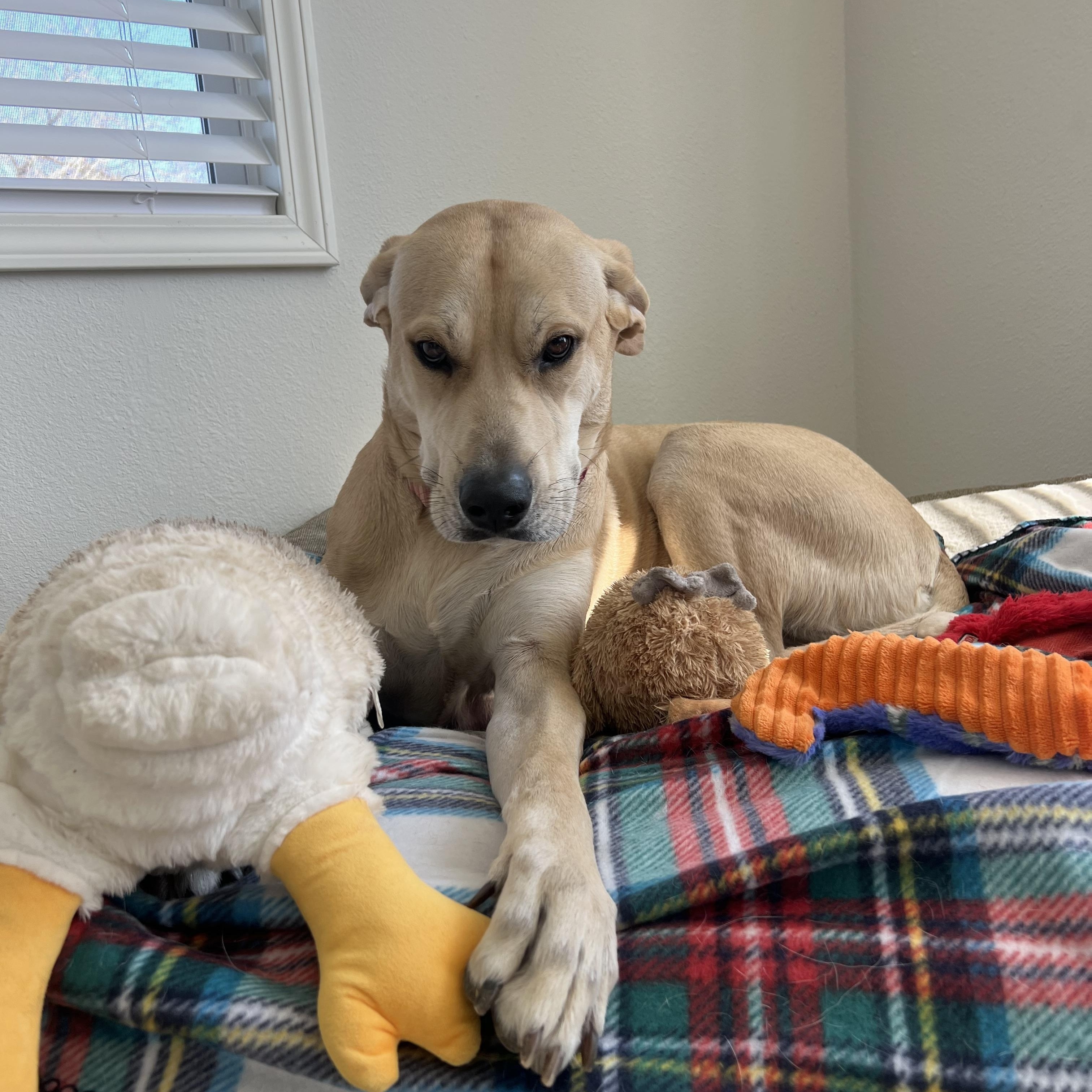 Margot Robbie, ADOPTABLE, Adult Female Great Dane & Yellow Labrador Retriever.