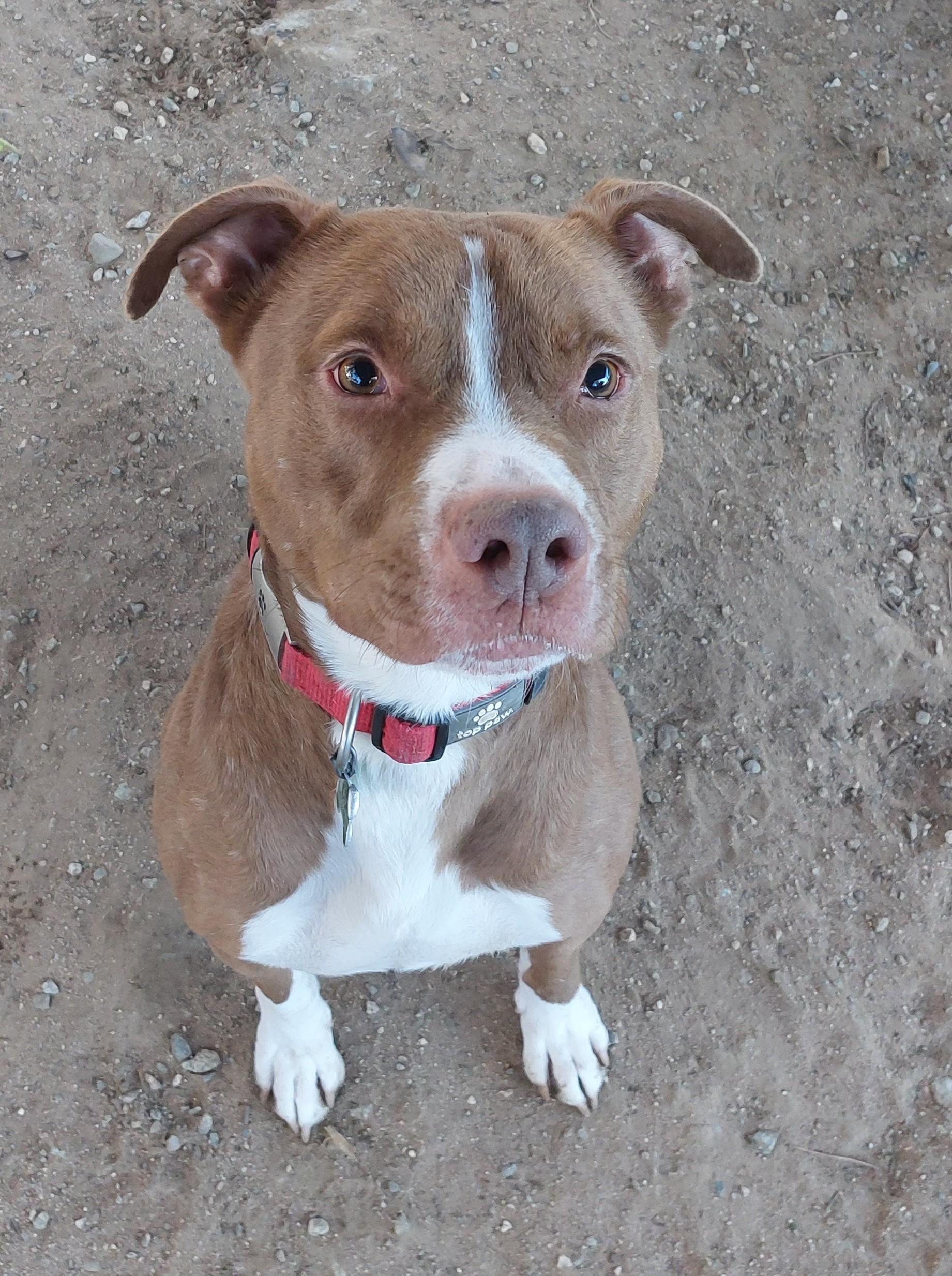 Enlarge Otis, a Adoptable Pit Bull Terrier in Ventura, CA image 6/6