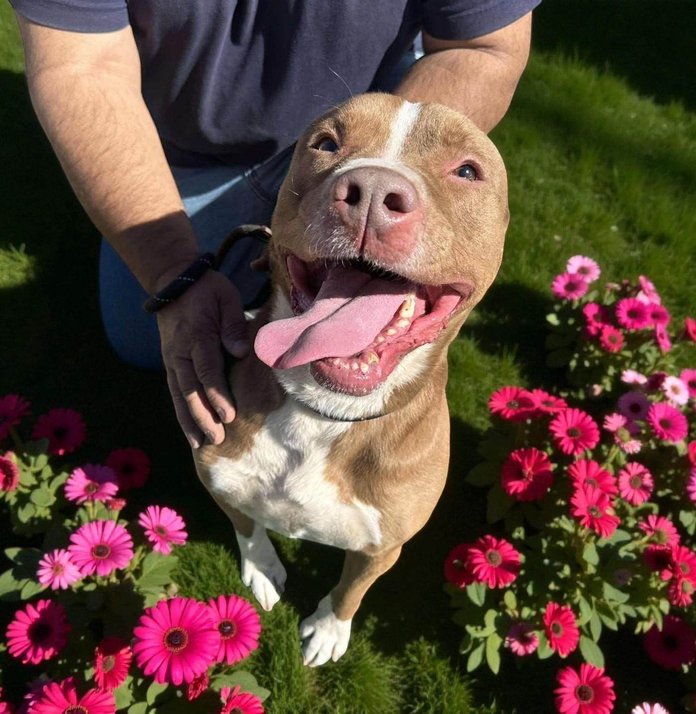 Otis, Adoptable, Adult Male Pit Bull Terrier.