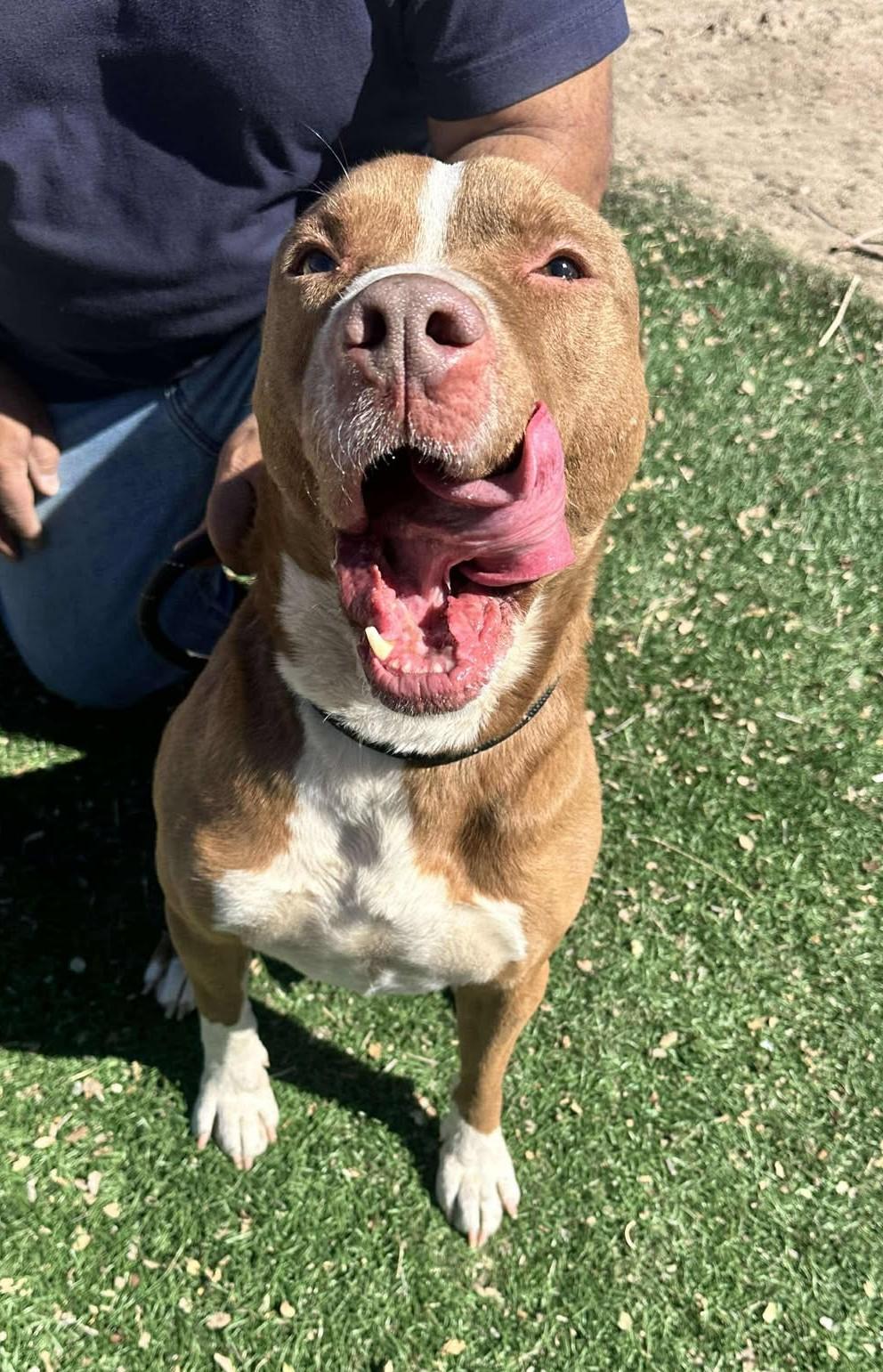 Enlarge Otis, a Adoptable Pit Bull Terrier in Ventura, CA image 2/6