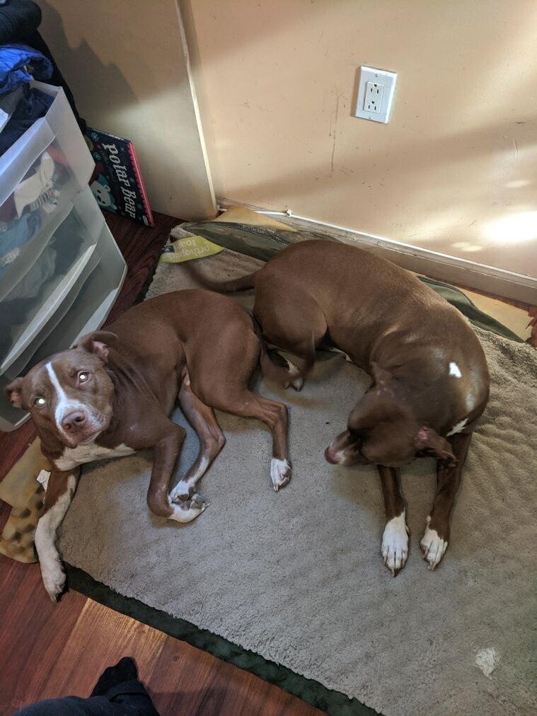 Enlarge Otis, a Adoptable Pit Bull Terrier in Ventura, CA image 3/6