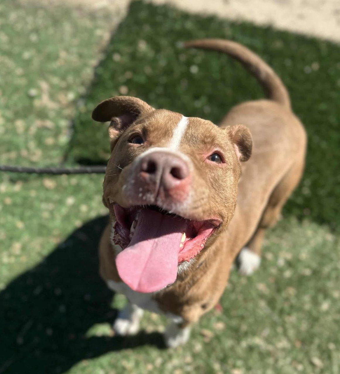 Enlarge Otis, a Adoptable Pit Bull Terrier in Ventura, CA image 4/6