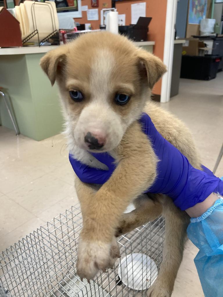 Hutton, Adoptable, Puppy Male Husky & Mixed Breed.