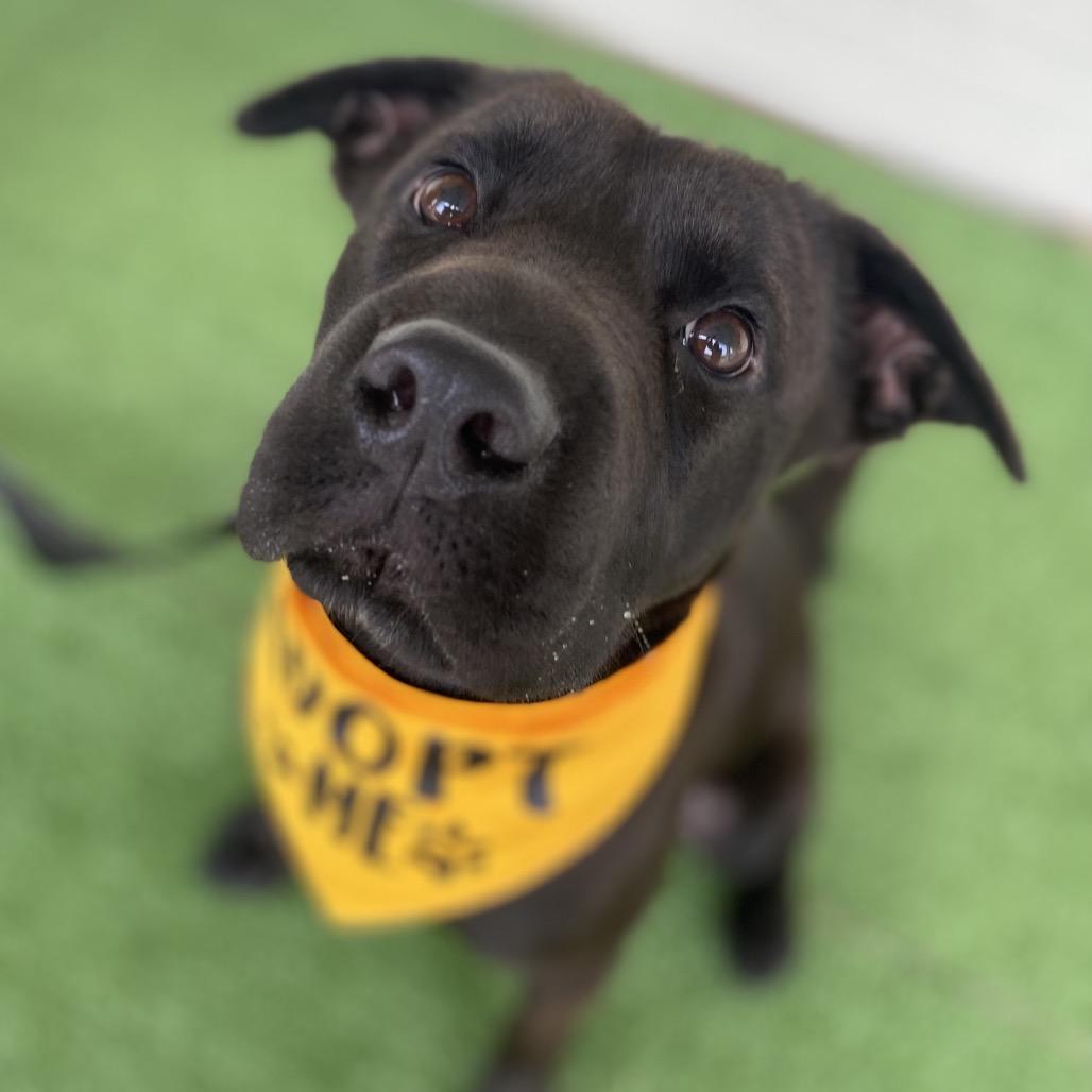 Jett, Adoptable, Young Male Black Labrador Retriever & Shar-Pei.