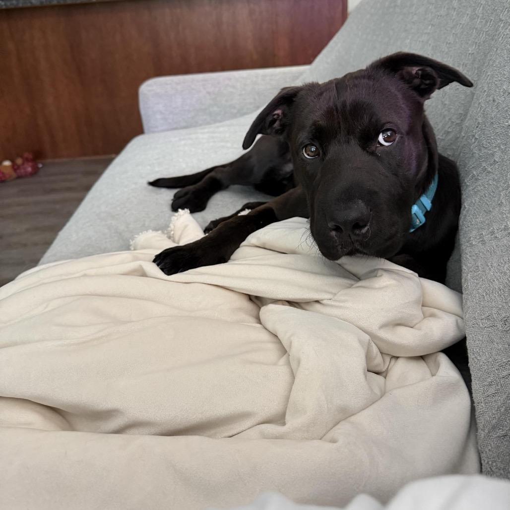 Enlarge Jett, a Adoptable mixed breed in Bessemer, AL image 2/4