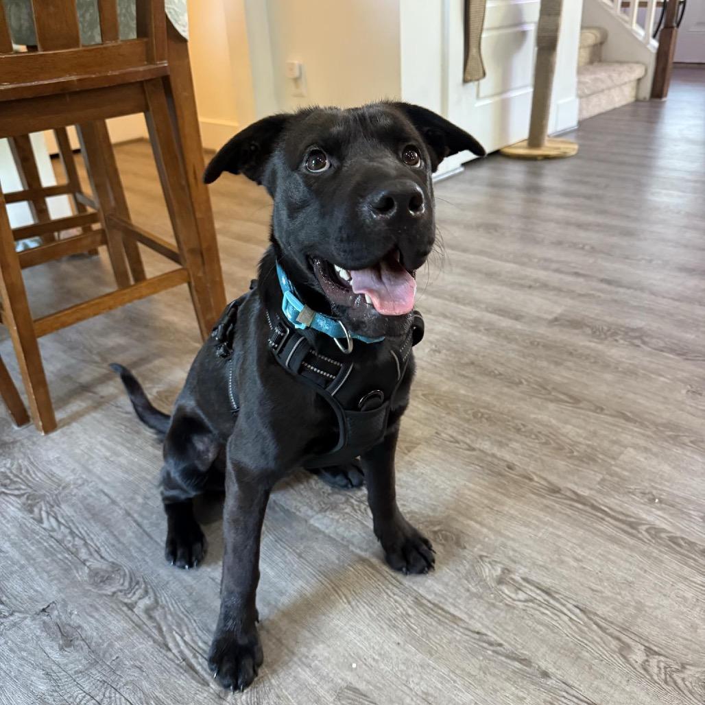 Enlarge Jett, a Adoptable mixed breed in Bessemer, AL image 3/4