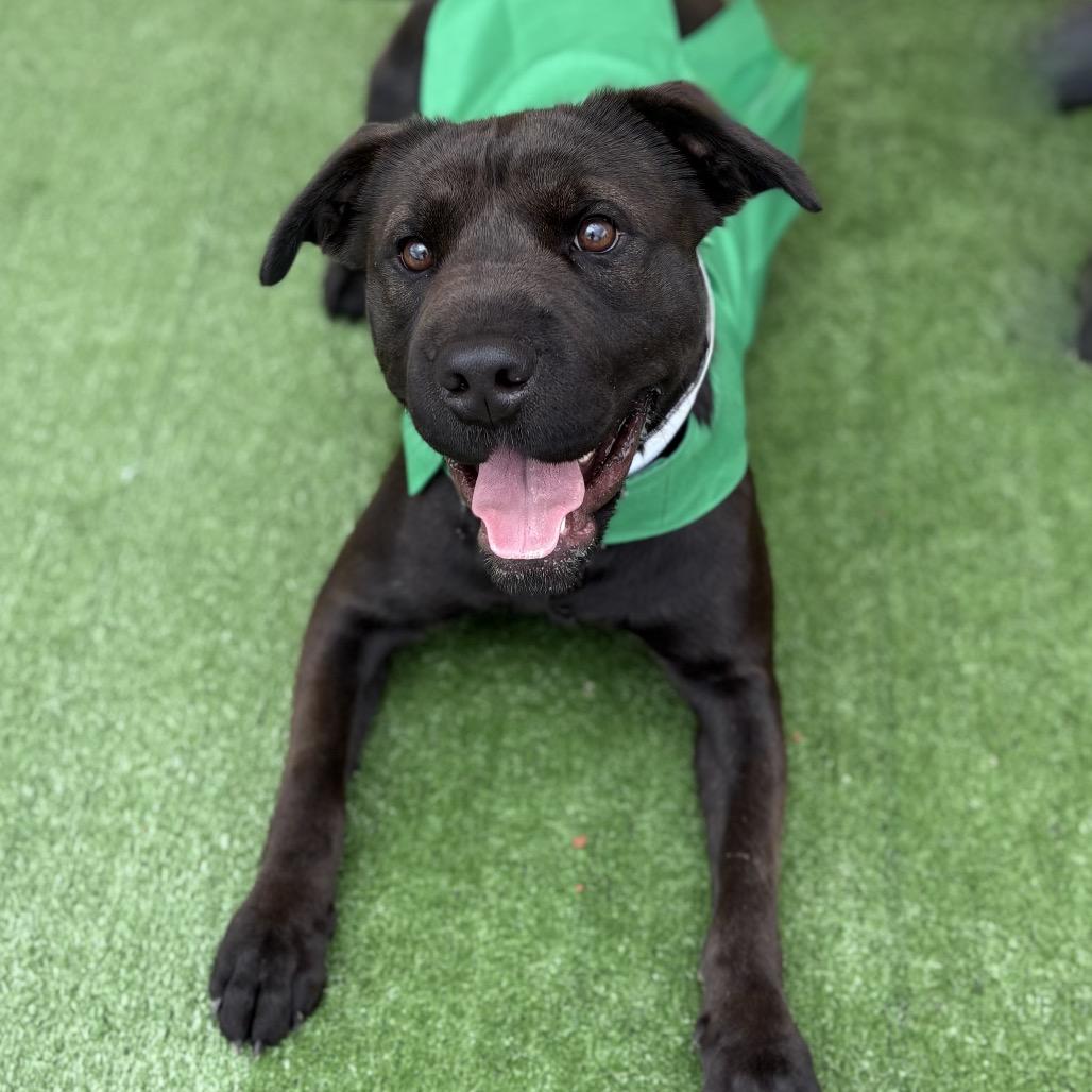 Enlarge Jett, a Adoptable mixed breed in Bessemer, AL image 4/4