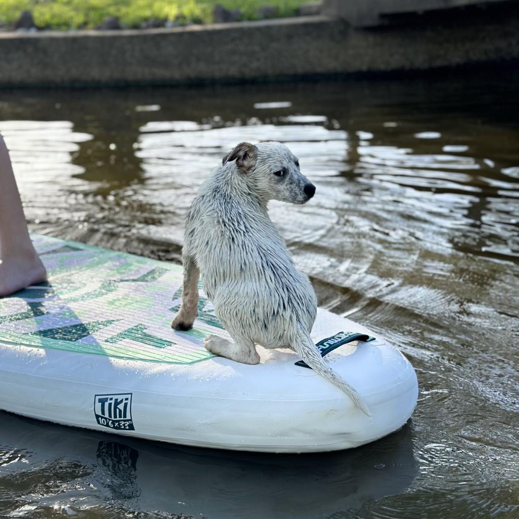 Wrangler, Adoptable, Adult Male Australian Cattle Dog / Blue Heeler.