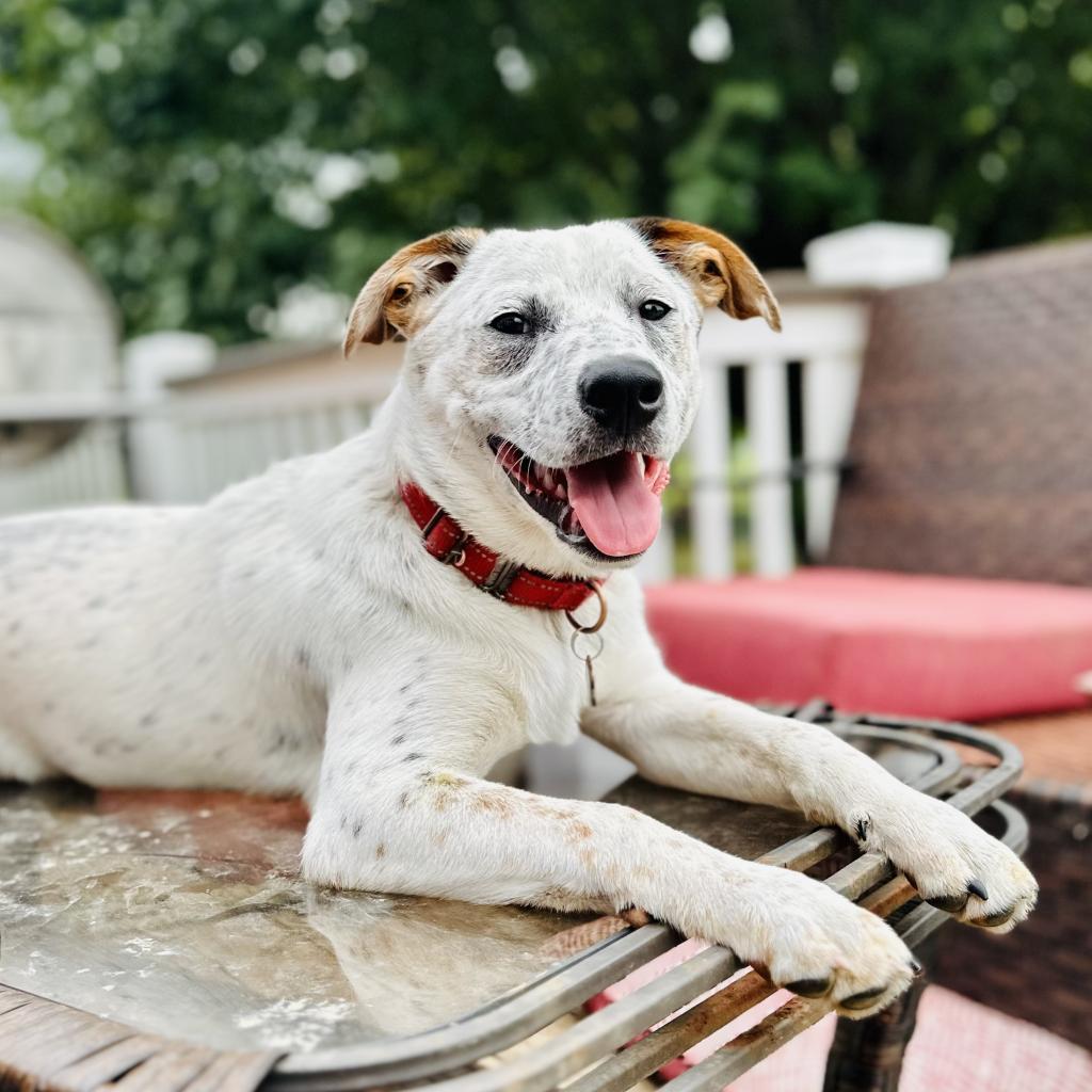 Wrangler, a Adoptable mixed breed in St. Charles, MO image 3/6