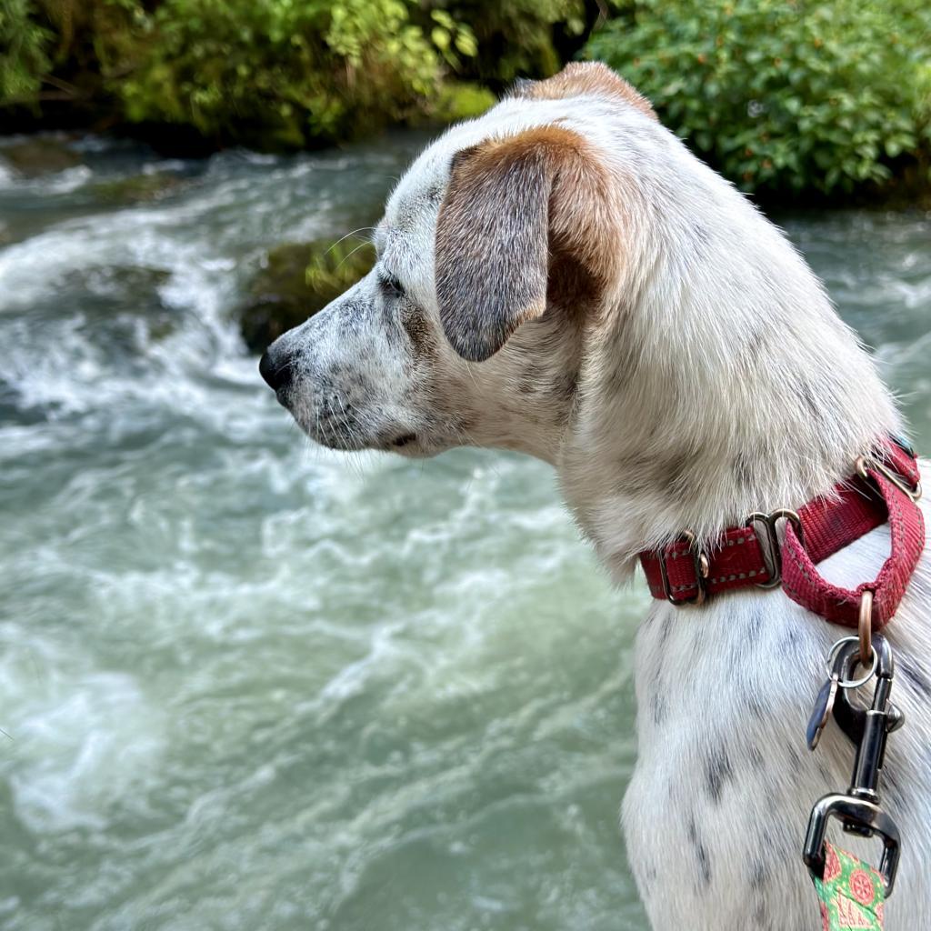 Wrangler, a Adoptable mixed breed in St. Charles, MO image 3/6