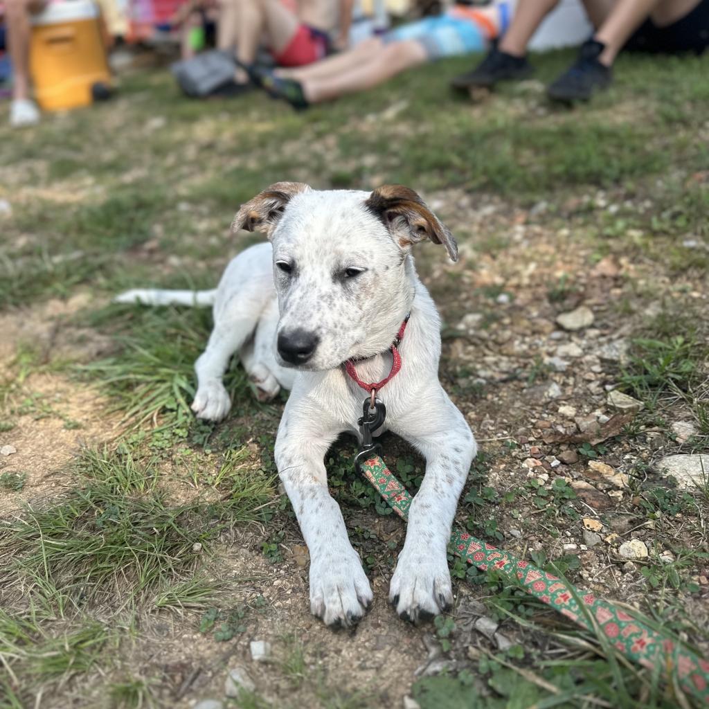 Wrangler, a Adoptable mixed breed in St. Charles, MO image 4/6