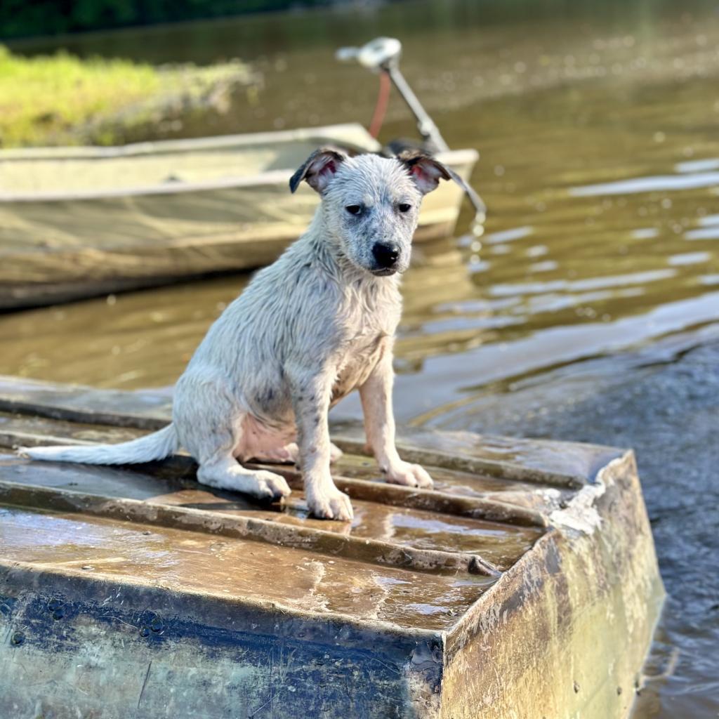 Wrangler, a Adoptable mixed breed in St. Charles, MO image 5/6