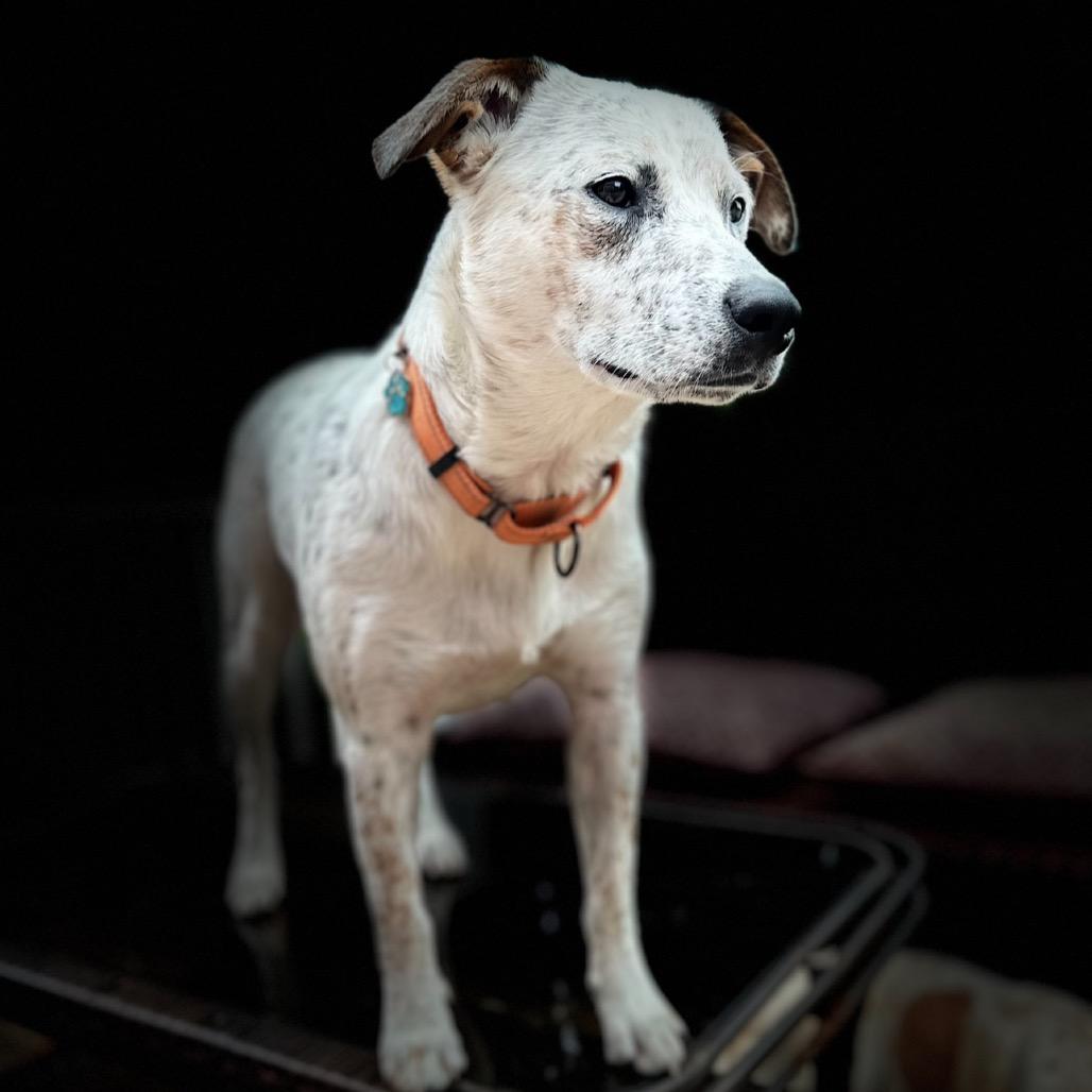 Wrangler, a Adoptable mixed breed in St. Charles, MO image 6/6