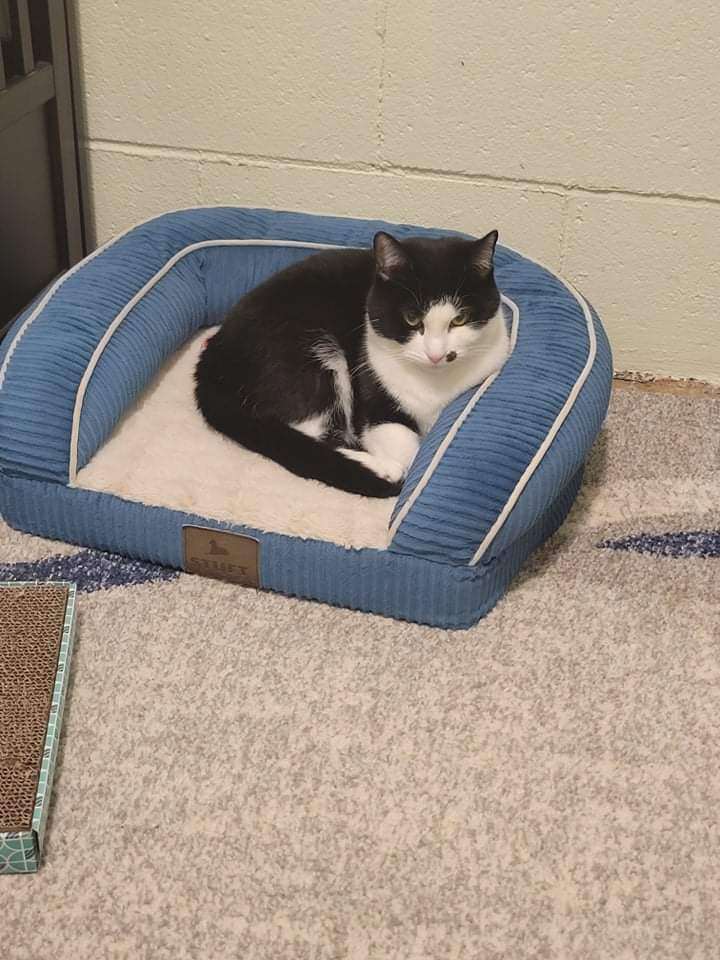 Enlarge Marilyn, a Adoptable Domestic Short Hair in New Martinsville, WV image 1/10