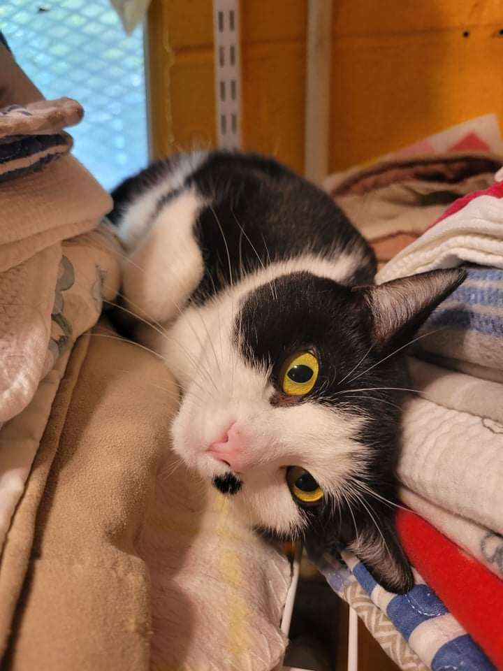 Enlarge Marilyn, a Adoptable Domestic Short Hair in New Martinsville, WV image 2/10