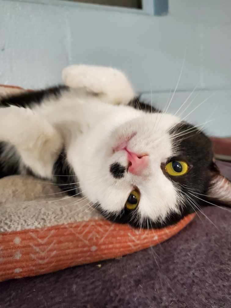 Enlarge Marilyn, a Adoptable Domestic Short Hair in New Martinsville, WV image 3/10