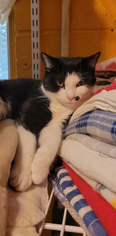 Enlarge Marilyn, a Adoptable Domestic Short Hair in New Martinsville, WV image 4/10