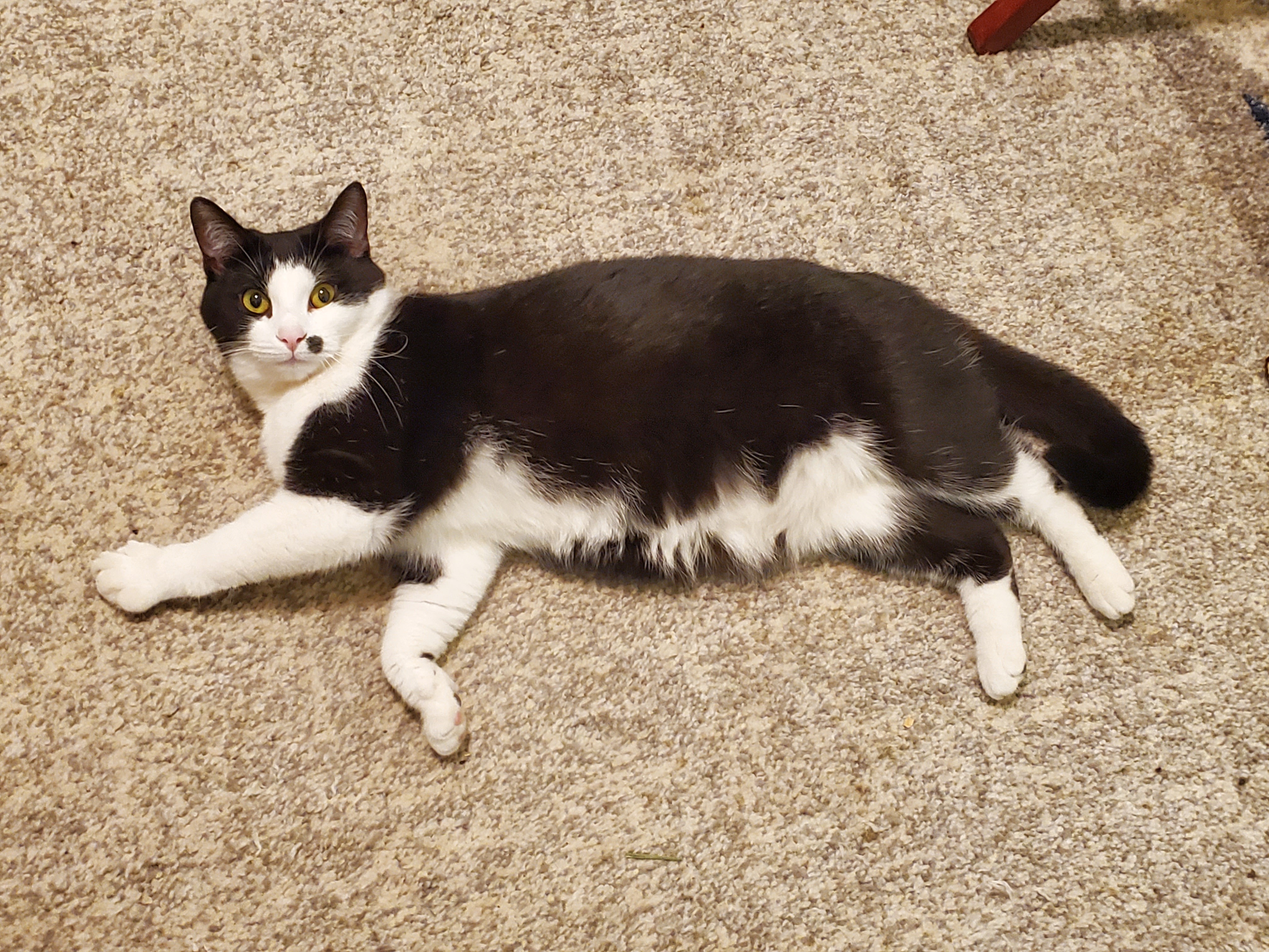 Enlarge Marilyn, a Adoptable Domestic Short Hair in New Martinsville, WV image 5/10